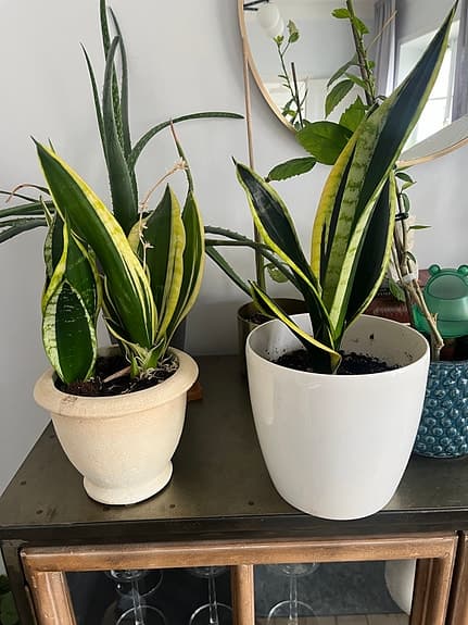 Särmorstunga, Hibiskus och Aloe Vera – friska växter