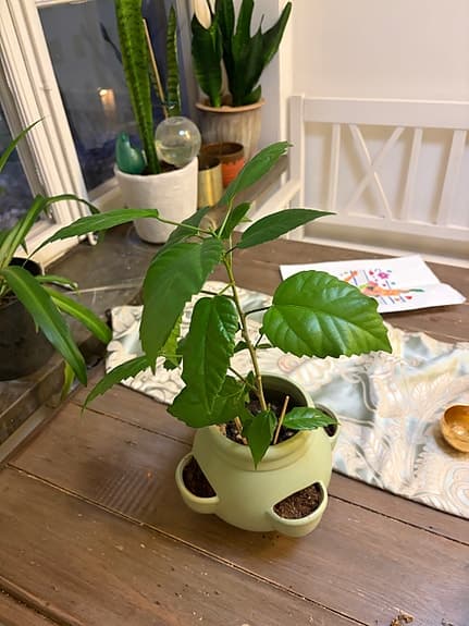 Särmorstunga, Hibiskus och Aloe Vera – friska växter