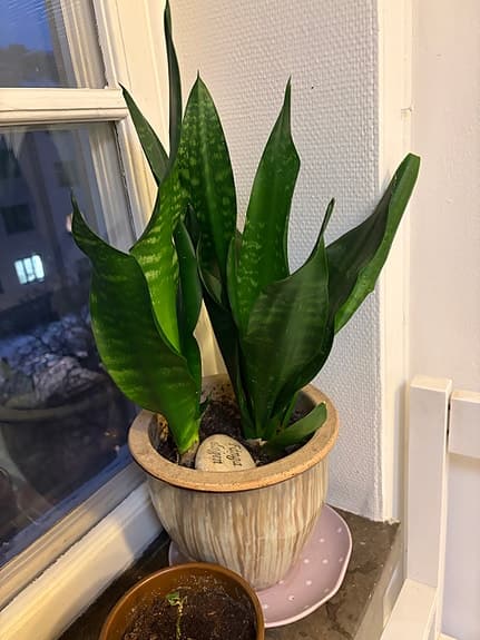 Särmorstunga, Hibiskus och Aloe Vera – friska växter