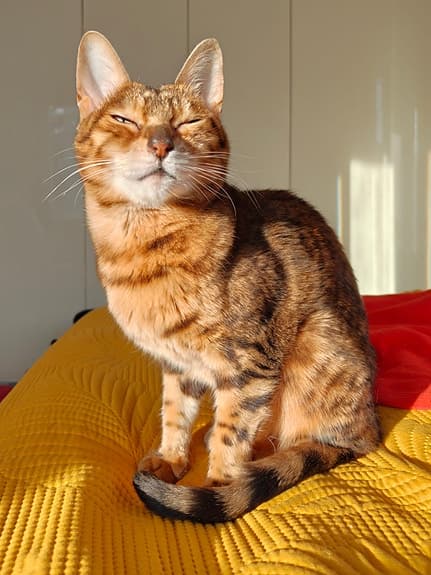 Trekkrunner roddmaskin R-7115 med luft- och magnetmotstånd