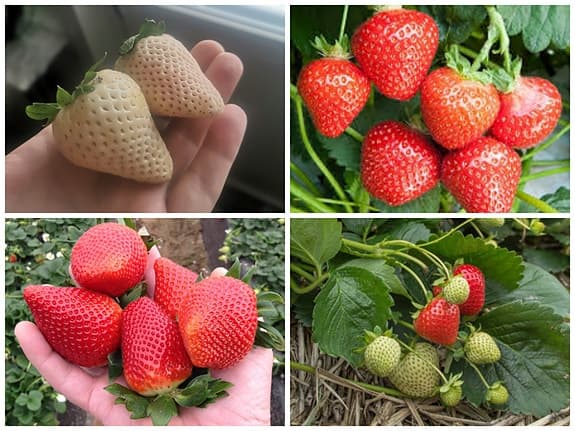 Jordgubbs fröer i Mängder. Många olika sorter.