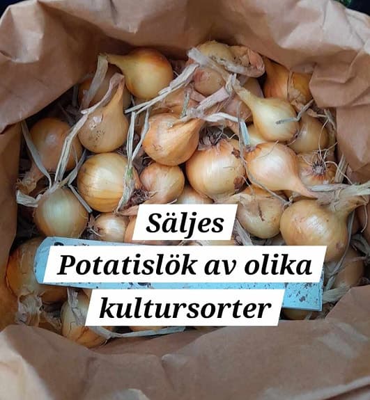 5 st Potatislökar av valfri sort , sättlök , Allium , potatislök