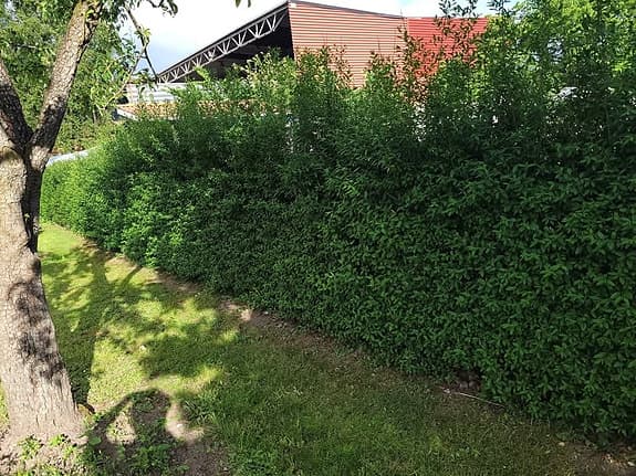 Vintergrön liguster (Ligustrum vulgare 'Atrovirens')
