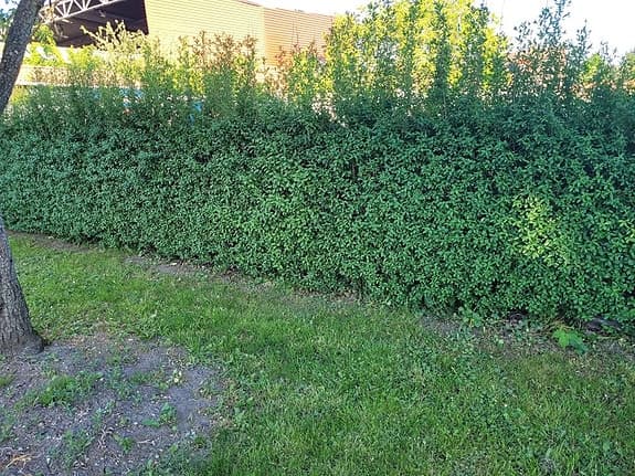 Vintergrön liguster (Ligustrum vulgare 'Atrovirens')