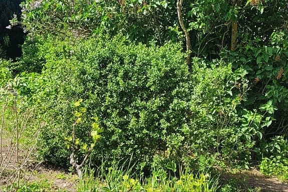 Vintergrön liguster (Ligustrum vulgare 'Atrovirens')