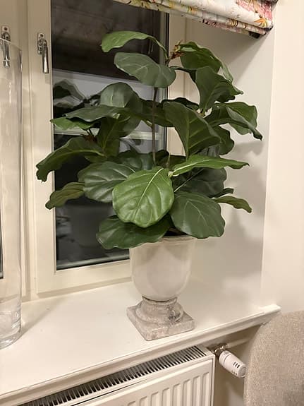 Fiolfikus krukväxt grön konstväxt