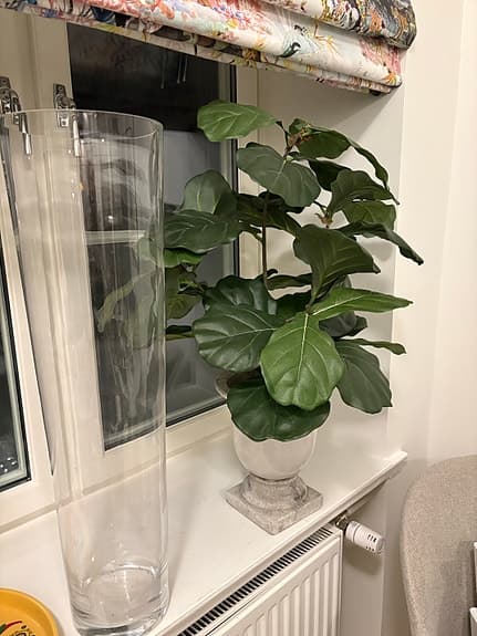 Fiolfikus krukväxt grön konstväxt