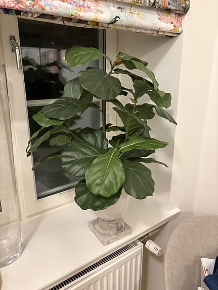 Fiolfikus krukväxt grön konstväxt