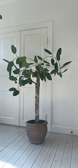 Jättestor ficus Audrey träd ”banianträd” ca 180 cm