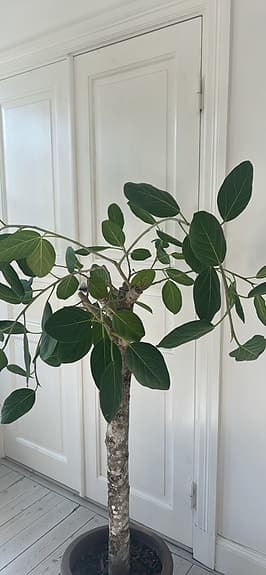 Jättestor ficus Audrey träd ”banianträd” ca 180 cm