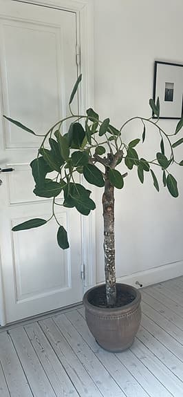 Jättestor ficus Audrey träd ”banianträd” ca 180 cm
