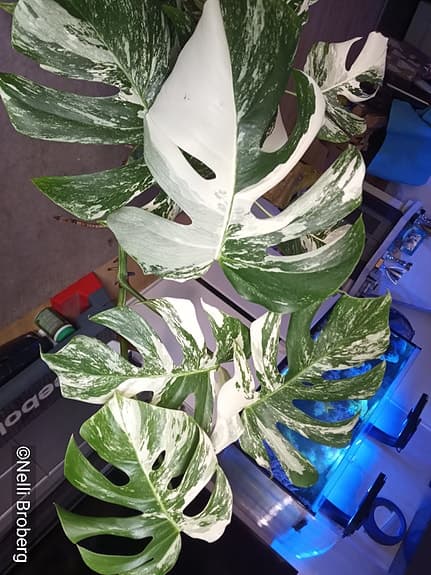 Monstera Albo Variegata, krukväxt väl utvecklad