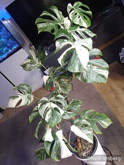 Monstera Albo Variegata, krukväxt väl utvecklad