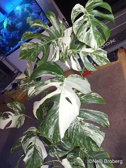 Monstera Albo Variegata, krukväxt väl utvecklad