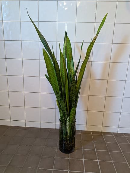Svärmorstunga krukväxt grön sticklingar