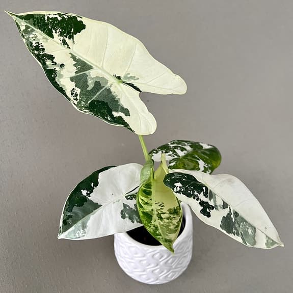 Knöl av Alocasia micholitziana 'Frydek Variegata'