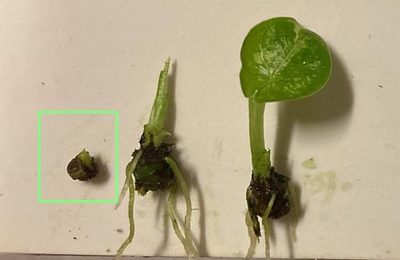 Knöl av Alocasia micholitziana 'Frydek Variegata'