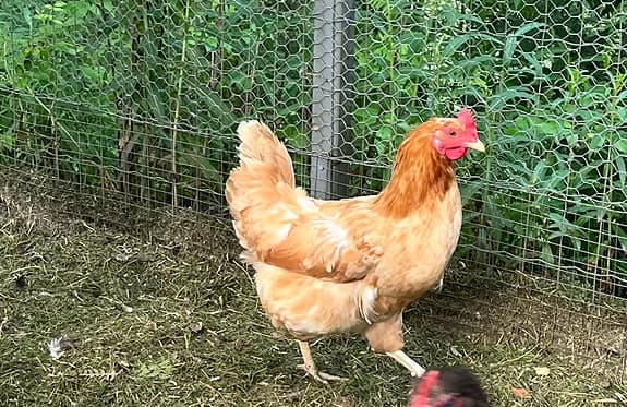 Ren hönsgödsel – Kraftfull naturgödsel utan strö