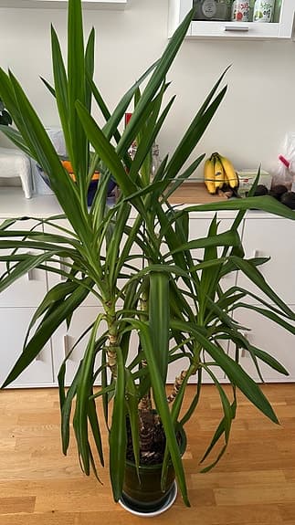 Yucca Palm krukväxt grön - storvuxen 150cm