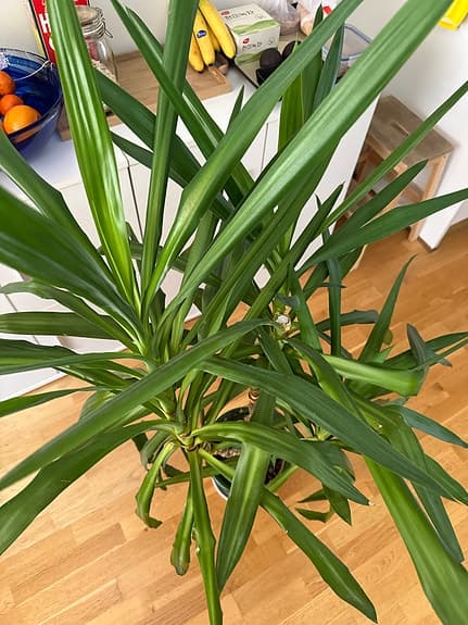 Yucca Palm krukväxt grön - storvuxen 150cm