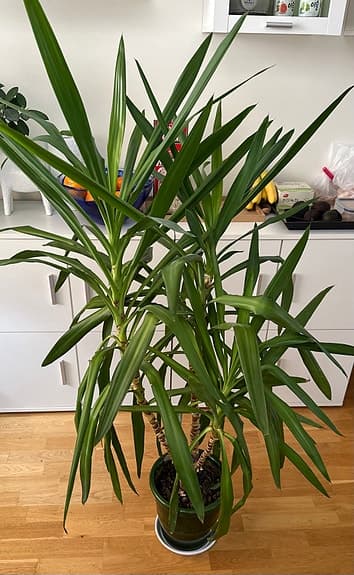Yucca Palm krukväxt grön - storvuxen 150cm