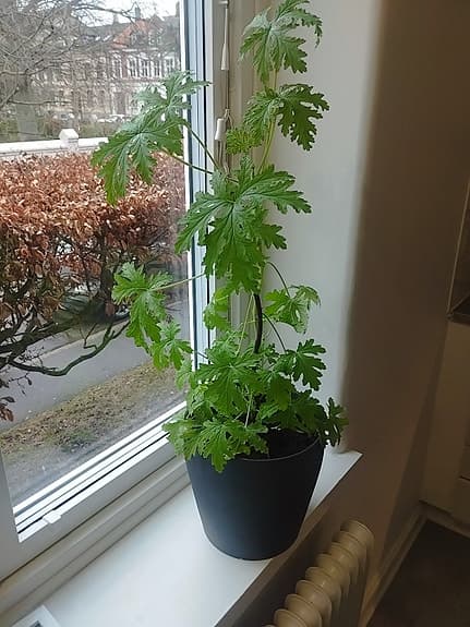 Rosegeranium ( pelargonium graveolens)