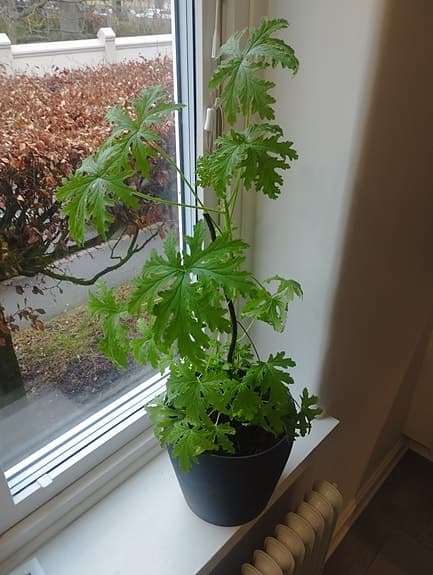 Rosegeranium ( pelargonium graveolens)