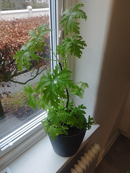 Rosegeranium ( pelargonium graveolens)