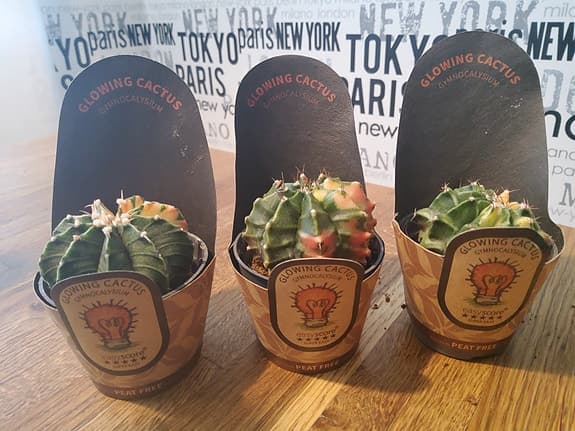 Easycare Glowing Cactus krukväxt 3-pack