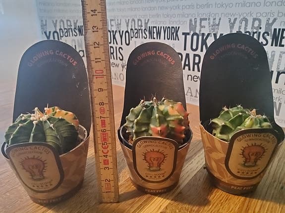 Easycare Glowing Cactus krukväxt 3-pack