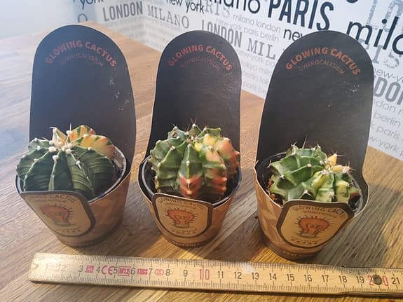 Easycare Glowing Cactus krukväxt 3-pack