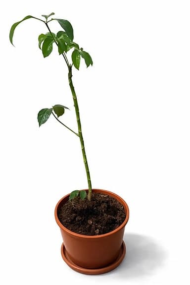 Stor Krukväxt grön paraplyträd planta i plastkruka