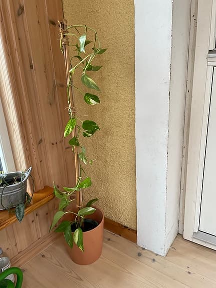 Gullranka klätterväxt med brokiga blad