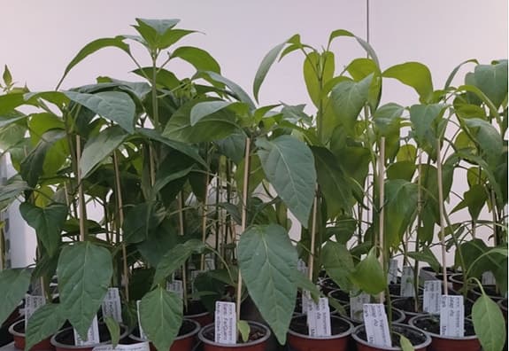 Chili, Chile, Piment... jättefina plantor, unika sorter