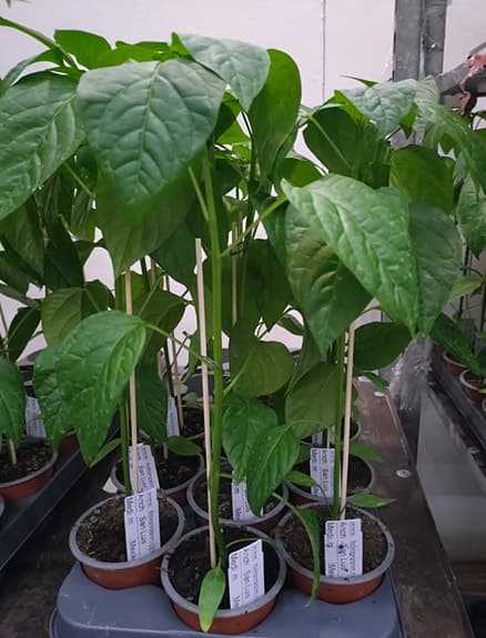 Chili, Chile, Piment... jättefina plantor, unika sorter