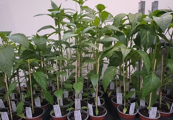Chili, Chile, Piment... jättefina plantor, unika sorter