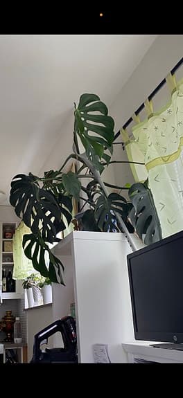 Monstera deliciosa krukväxt grön