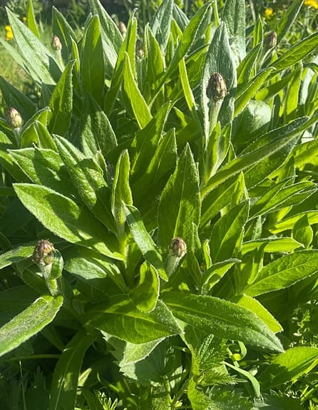 Bergklint | Perenn | Välrotade plantor