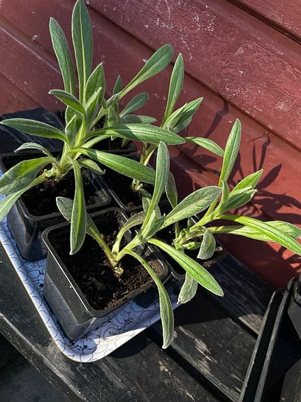 Bergklint | Perenn | Välrotade plantor