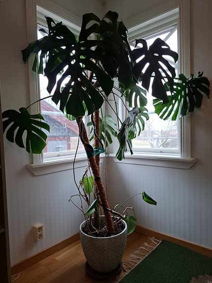 Stor Monstera deliciosa