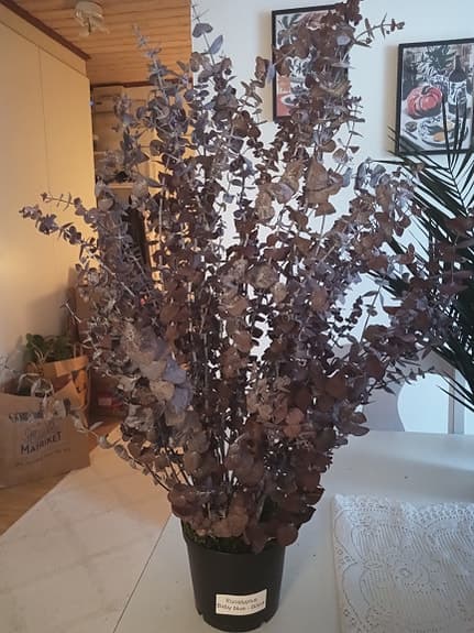 Eucalyptus Baby Blue Konstgjord Krukväxt 80cm