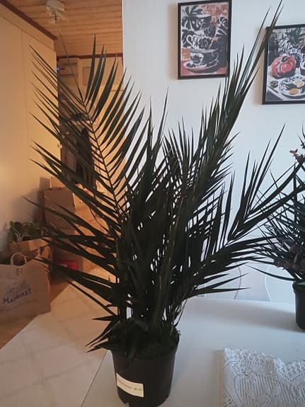 Palm Grön Konstgjord Krukväxt 80cm