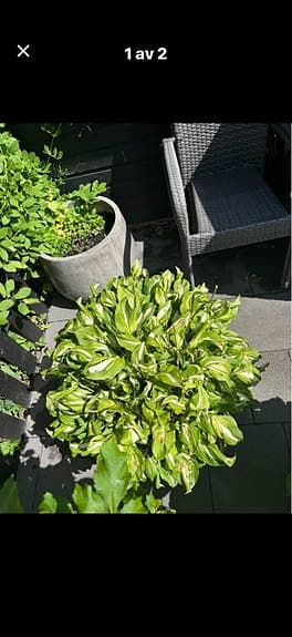 Stor Hosta - funkia