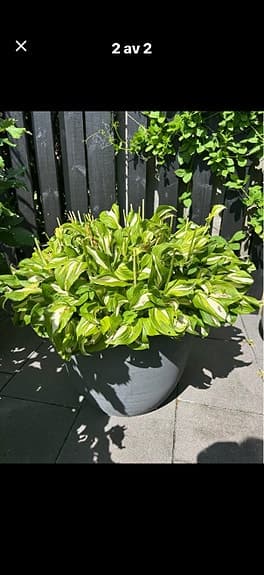 Stor Hosta - funkia
