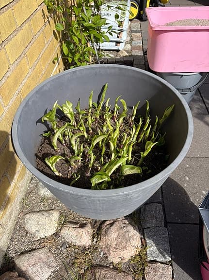 Stor Hosta - funkia