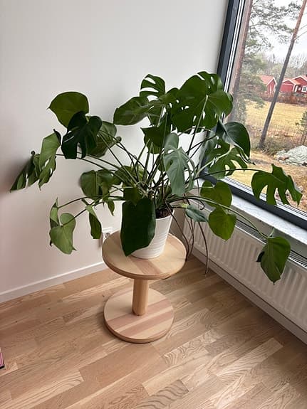 Stor och frodig Monstera