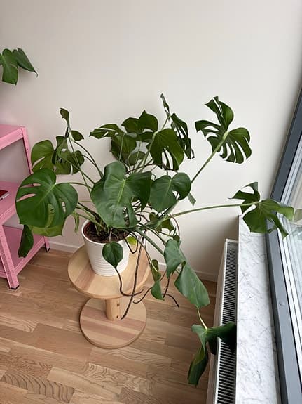 Stor och frodig Monstera