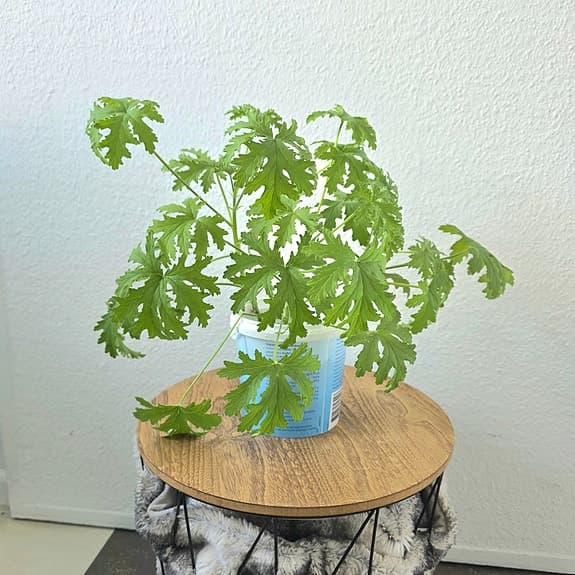 Krukväxt: Dr. Westerlund -Pelargonium graveolens