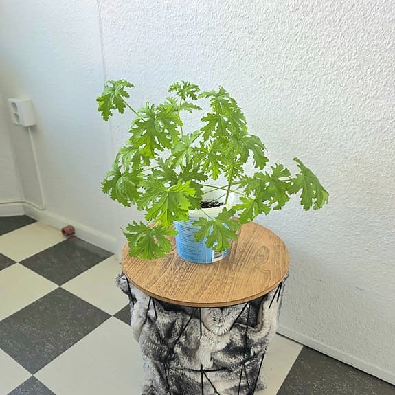 Krukväxt: Dr. Westerlund -Pelargonium graveolens