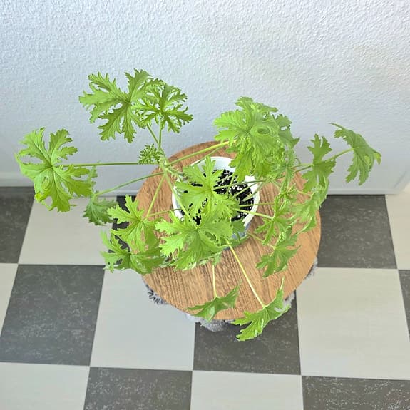 Krukväxt: Dr. Westerlund -Pelargonium graveolens